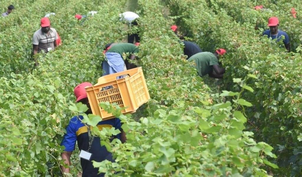 “Taglio dei costi con stop alle mascherine, nelle campagne risparmiati 40 milioni di euro”