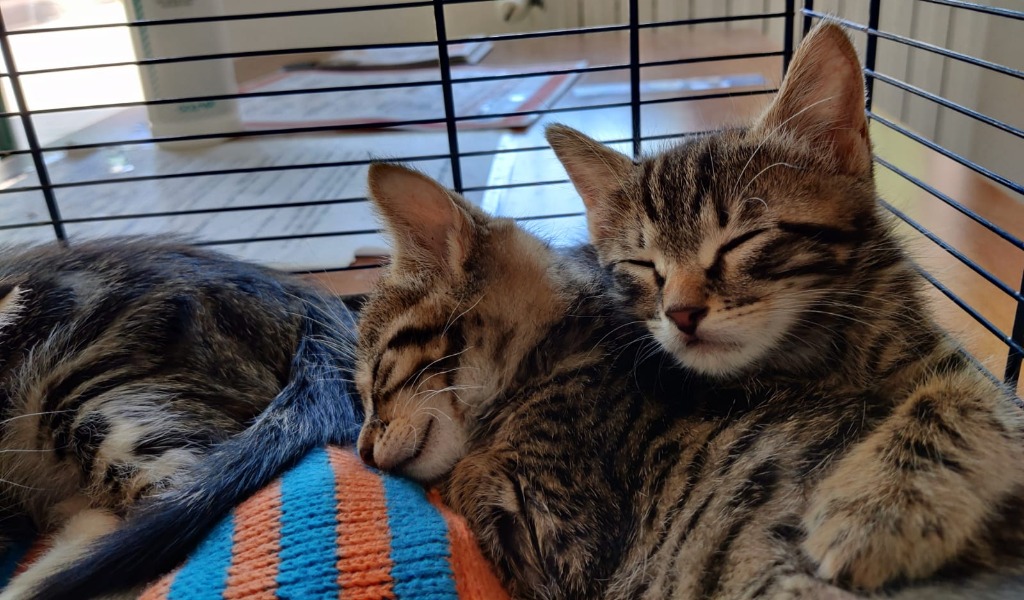 Le foto dei cuccioli di gatto abbandonati dentro una scatola e salvati dalla Polizia Municipale