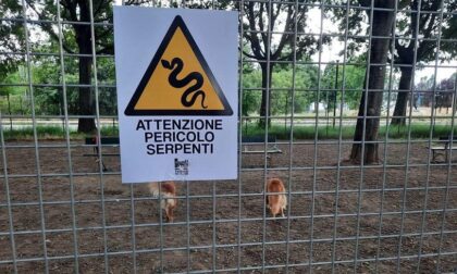 Serpenti nel parco: la denuncia di Torino Tricolore