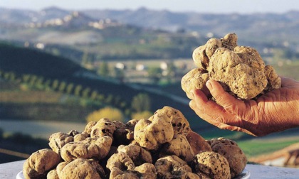 La Regione Piemonte conferma l’impegno per salvaguardare e valorizzare il tartufo