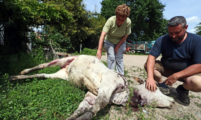 Vitella sgozzata sulla ciclabile, il video sfogo dei proprietari