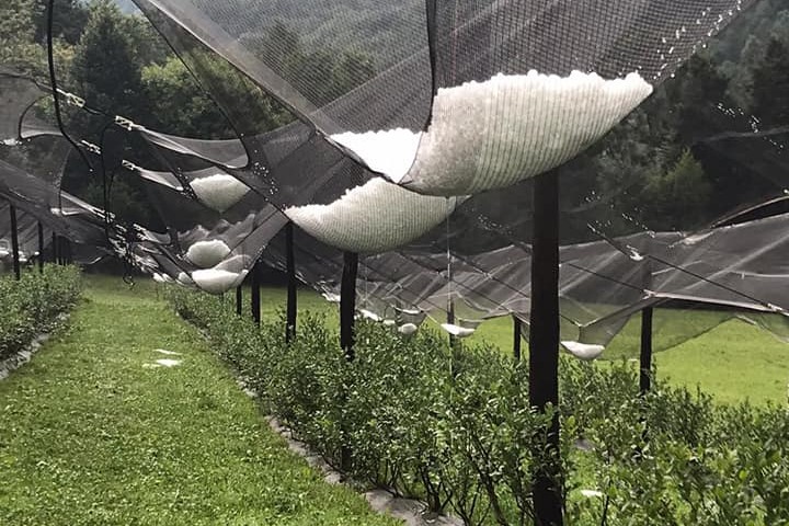 Agricoltura, Regione: “Cinque milioni per reti antigrandine e ventilatori antigelate”