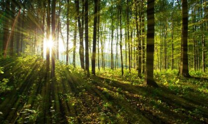 Collegno polmone verde di Torino: 11mila nuovi alberi in arrivo