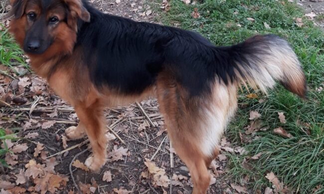 Lord scompare, la proprietaria del cane: “Mille euro a chi lo trova”