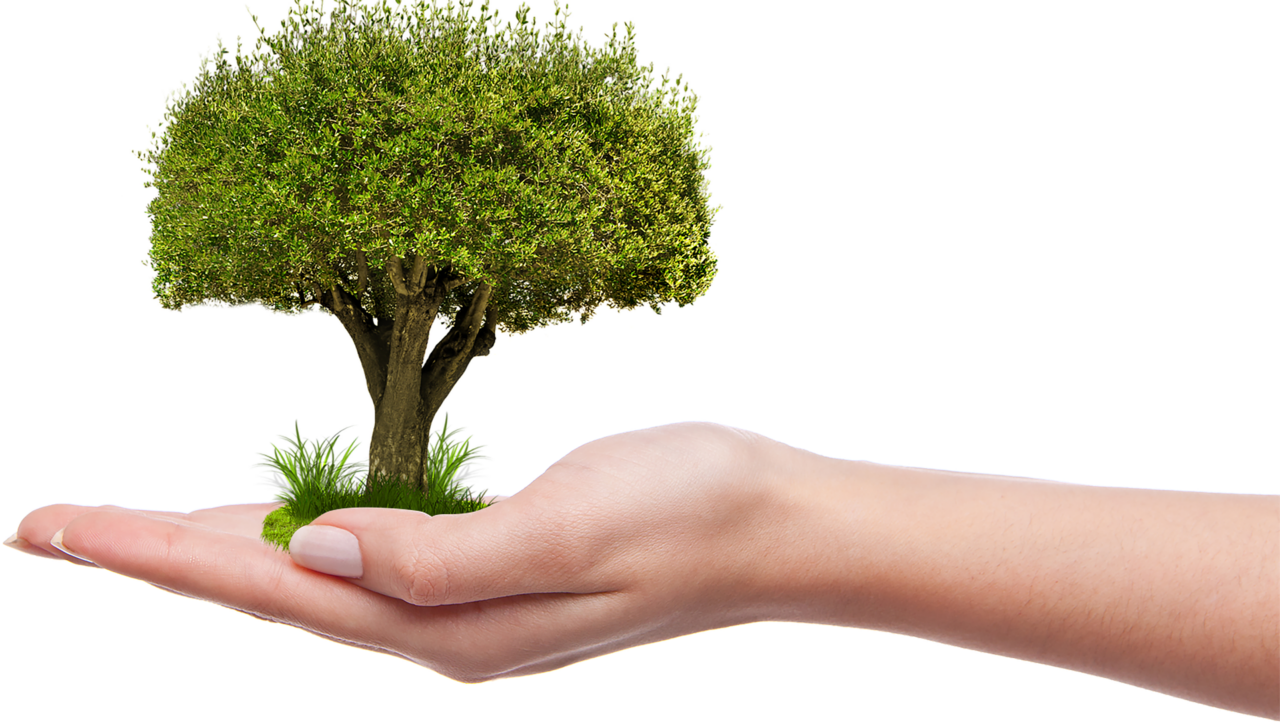 In arrivo 70.000 alberi nell’area metropolitana per limitare gli effetti del cambiamento climatico