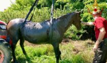 Cavallo scivola in un canale fangoso: imbragato e portato in salvo