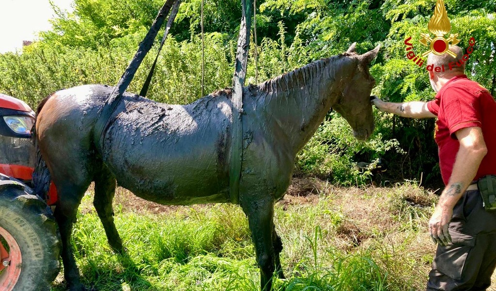 Cavallo scivola in un canale fangoso: imbragato e portato in salvo