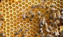 Giornata mondiale delle api, nel Torinese 300 apicoltori e oltre un miliardo e 200mila api minacciate