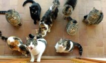 Accumulatrice seriale di gatti nei guai: a casa sua 25 felini e una bambina