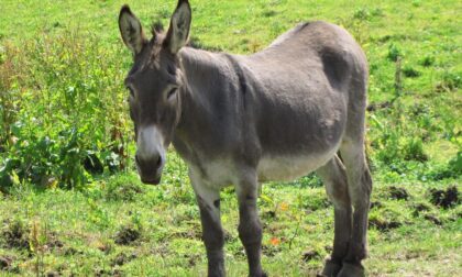 Bambino trascinato da un asinello cade e batte la testa: frattura cranica