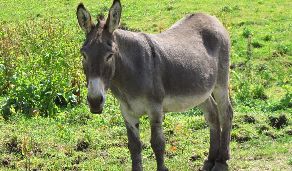 Bambino trascinato da un asinello cade e batte la testa: frattura cranica