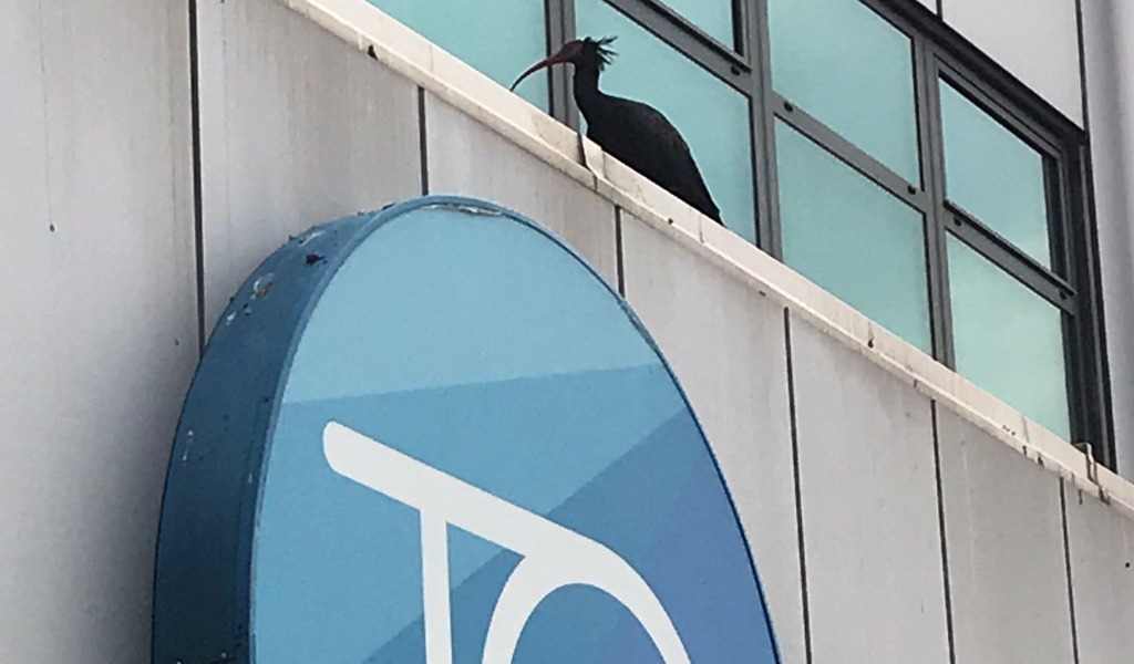 Tre esemplari di “ibis eremita” avvistati all’aeroporto di Torino Caselle
