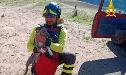 Cucciolo di cane da pastore finisce in un dirupo, salvato dai Vigili del fuoco