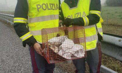 Le foto del rapace salvato sulla A6 dalla Polizia Stradale