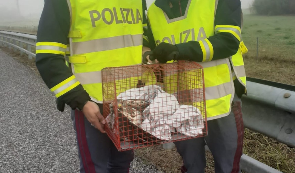 Le foto del rapace salvato sulla A6 dalla Polizia Stradale