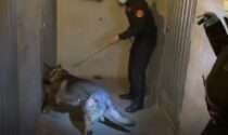 Blitz con i cani antidroga in un condominio: un arresto