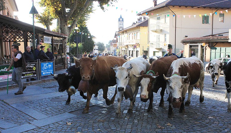 fiera agricola milanere 2019 (10)