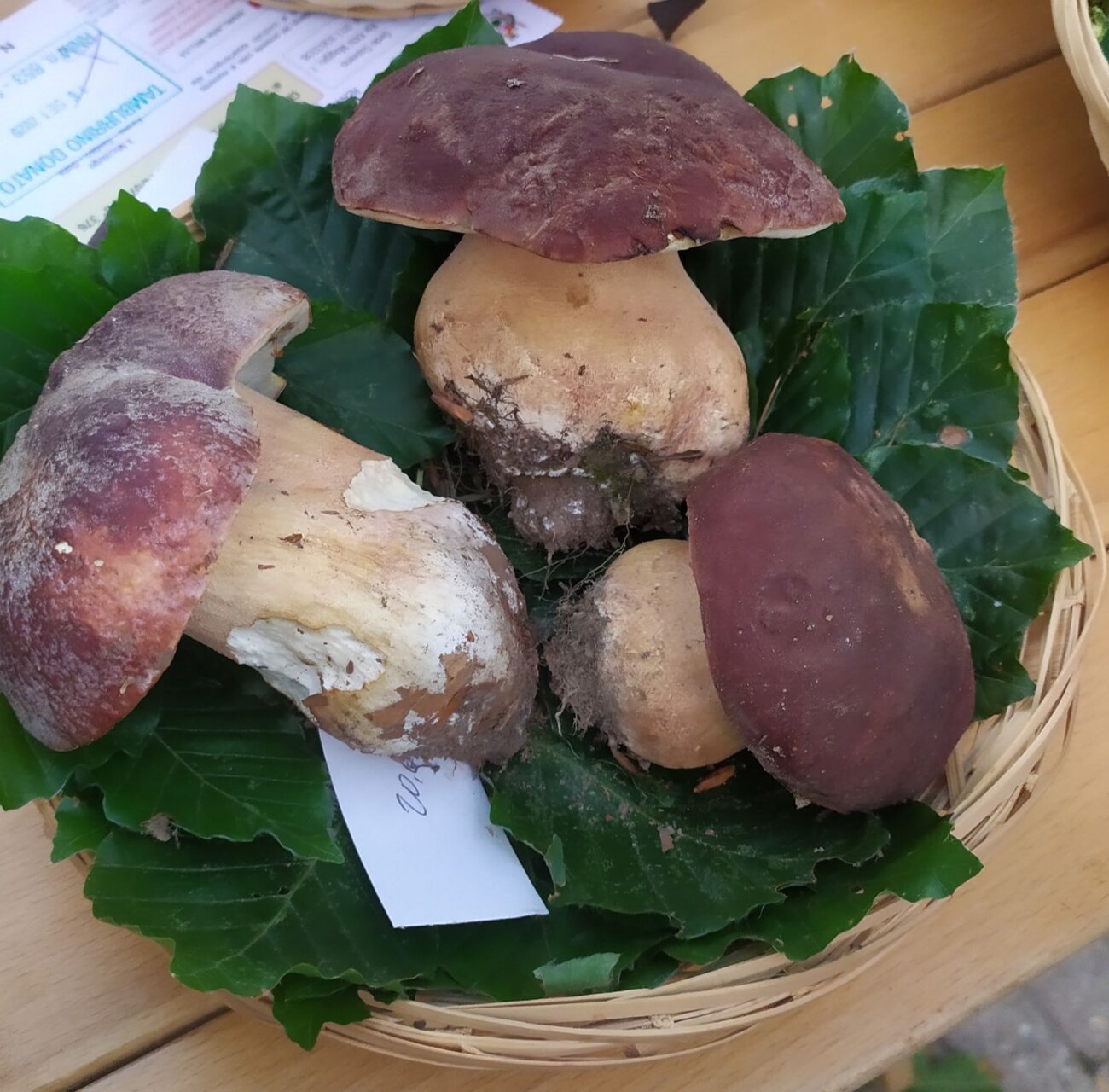 funghi_Giaveno_repertorio_5