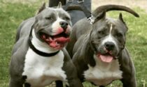 Pitbull scappano e sbranano cagnolina, ferito 12enne che tenta di salvarla