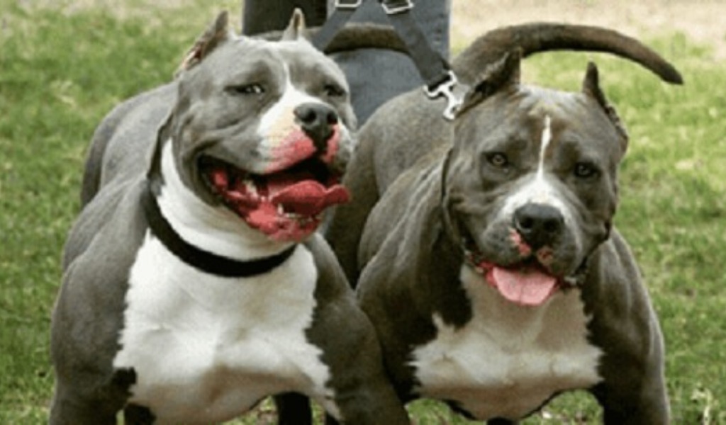 Pitbull scappano e sbranano cagnolina, ferito 12enne che tenta di salvarla