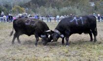 Battaglia delle regine: mucche in combattimento dopo due anni di stop