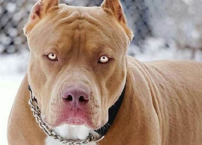 Un pitbull inferocito non lo fa entrare in casa sua, costretto a chiamare i Carabinieri