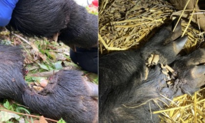 Orrore nel Novarese: cinghiale agonizzante con gambe polverizzate da fucilata