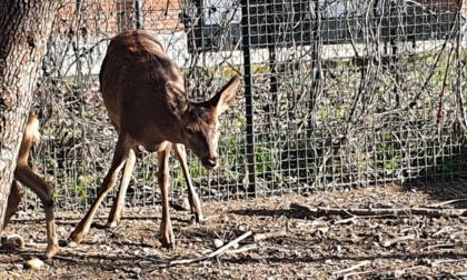 Giovani cervi e caprioli salvati e svezzati pronti per essere reintrodotti in natura