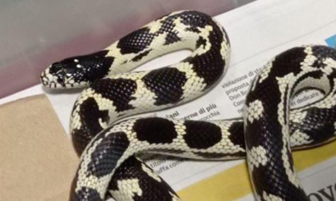 Lasciano una finestra aperta, entra un serpente e poco dopo scappa