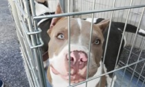Operazione "Dirty Beauty": condannati a sei mesi per il taglio delle orecchie dei loro cani