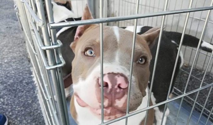 Operazione “Dirty Beauty”: condannati a sei mesi per il taglio delle orecchie dei loro cani