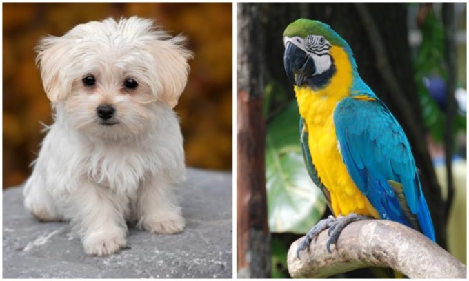 Incendio in una dépendance: trovati morti un cane ed un pappagallo