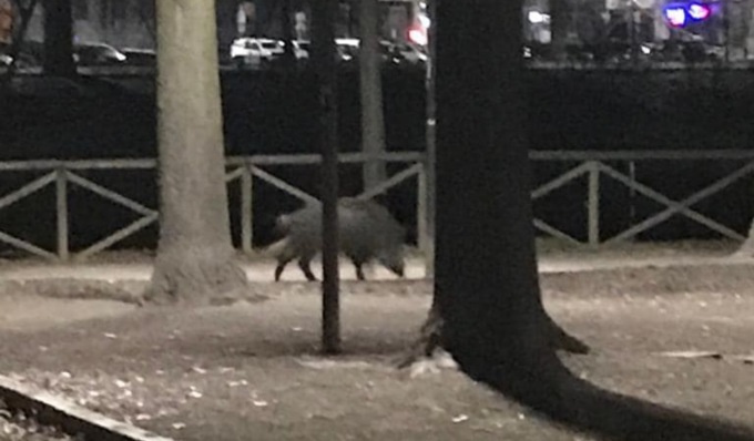Avvistato un cinghiale in lungo Po Antonelli. Boom di commenti ironici sui social