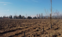 Concluse le operazioni di piantumazione degli alberi al Parco Giusti di Orbassano