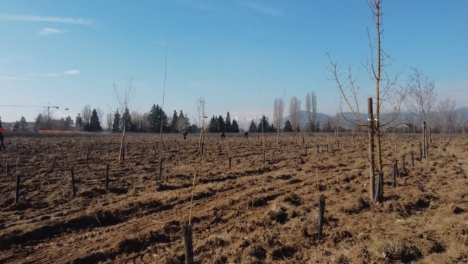 Concluse le operazioni di piantumazione degli alberi al Parco Giusti di Orbassano