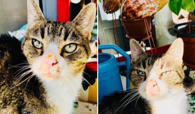 Daniele Mondello e la morte del gatto di Gioele: “Sei volato in cielo anche tu, Cucciolo”