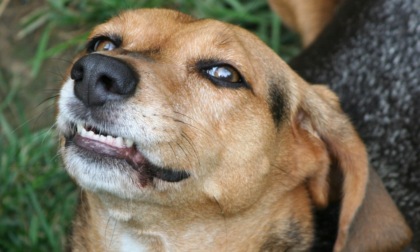 Aggredito da un cane che gli amputa un pezzo di naso: grave al Cto