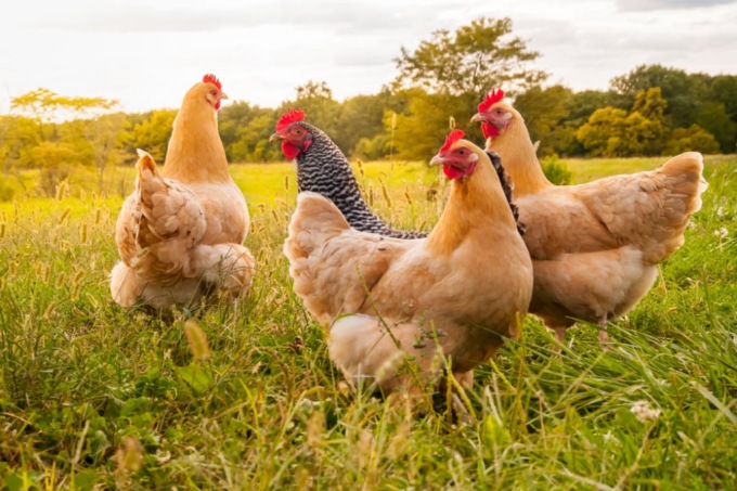 Furto di galline a Rivalta di Torino. Mesi fa un caso analogo a Moncalieri