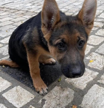 Marley, il supercane con più di 68.000 follower su Facebook