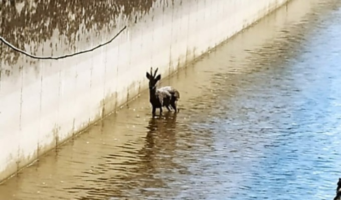 Le foto del capriolo scivolato in un canale e salvato dai Vigili del Fuoco