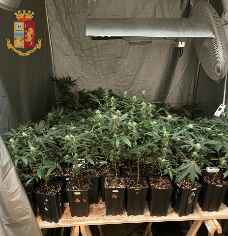 Coltivava droga in una serra posta nell’appartamento: arrestato 39enne a Mirafiori