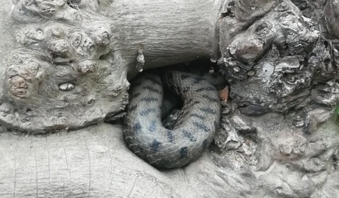 Una vipera comune si aggira in un’area giochi bimbi: “Sono riuscito a catturarla”