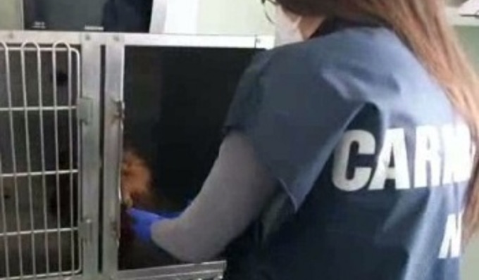 Controlli a tutela degli animali domestici, a Torino sequestrato ambulatorio veterinario