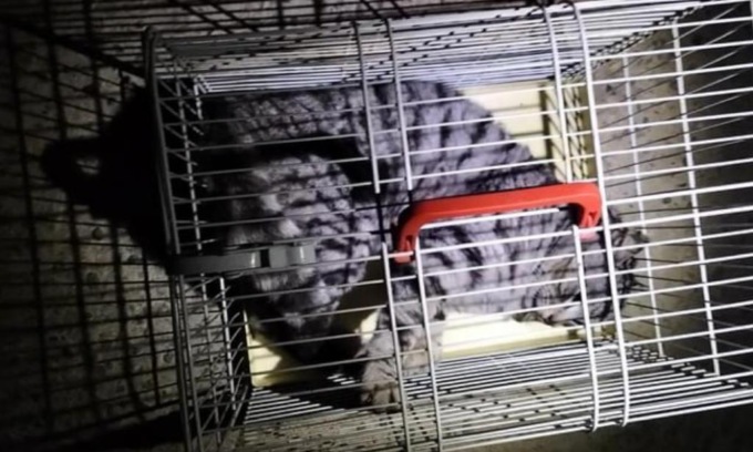 Investe un gatto poi scappa: è caccia all’automobilista