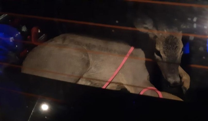 Un altro capriolo recuperato nella notte in centro città