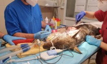 Le foto della giovane lupa ferita alla testa da un morso e recuperata dai sanitari del Canc
