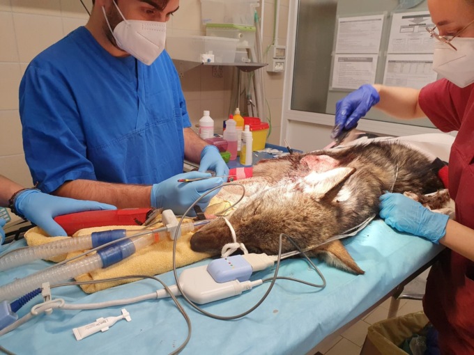 Le foto della giovane lupa ferita alla testa da un morso e recuperata dai sanitari del Canc