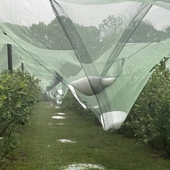 Violenta grandinata nel Pinerolose: imbiancate le campagne. A rischio i raccolti