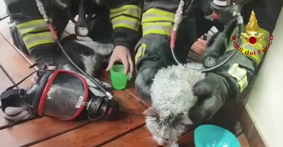 Gatti intrappolati in un rogo: salvati dai Vigili del Fuoco e rianimati con maschere
