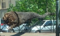 Caduto un albero in corso Re Umberto: danneggiate 5 auto